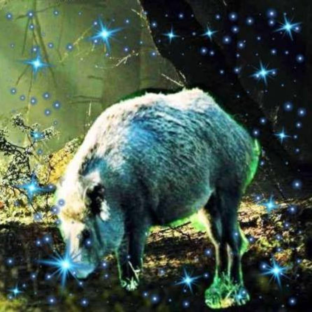 Meet your Posher, Hog